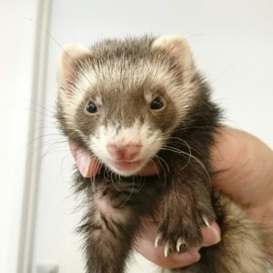 セーブル（女の子）