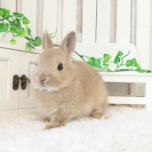 ネザーランドドワーフ　リンクス（Z6)