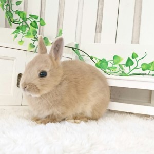 ネザーランドドワーフ　リンクス（Z6)