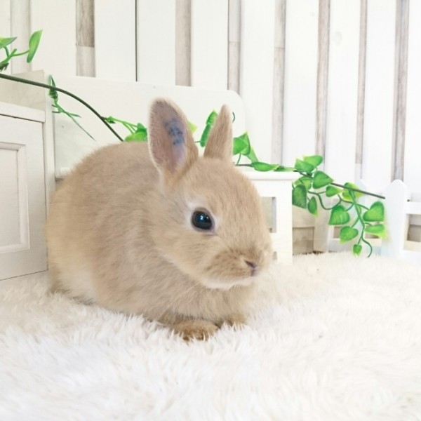 ネザーランドドワーフ　リンクス（Z6)