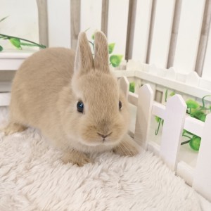 ネザーランドドワーフ　リンクス（Ｙ８）