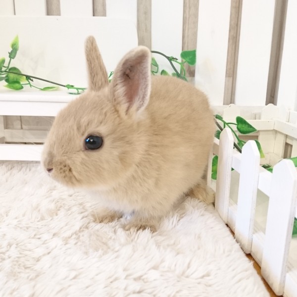 ネザーランドドワーフ　リンクス（Ｙ８）