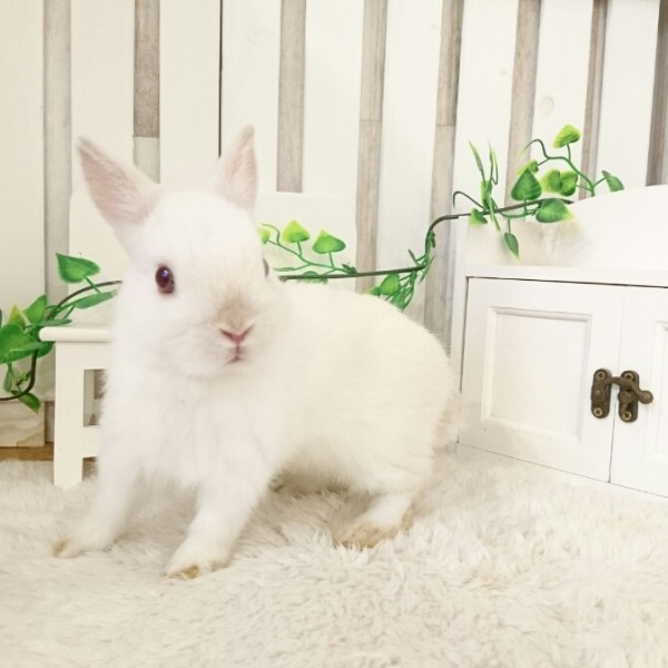 ネザーランドドワーフ　フロスティ（CR)