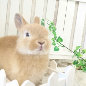 ネザーランドドワーフ　オレンジ（W4)