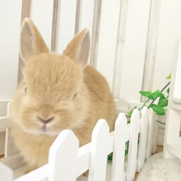 ネザーランドドワーフ　オレンジ（W4)