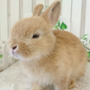 ネザーランドドワーフ　オレンジ（W4)