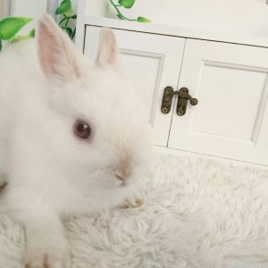 ネザーランドドワーフ　フロスティ（CR)