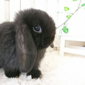 ホーランドロップ　ブラック（7Q6)