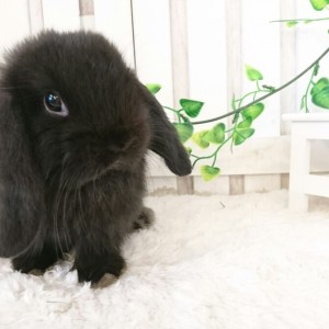 ホーランドロップ　ブラック（7Q6)