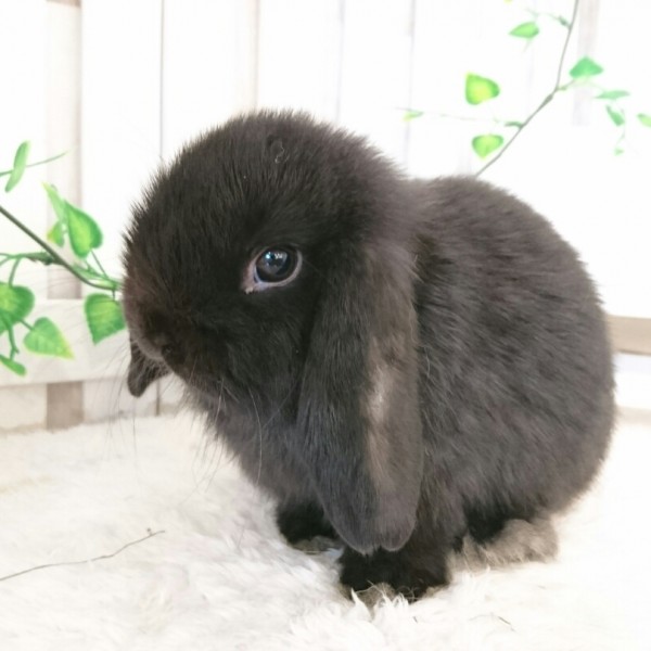 ホーランドロップ　ブラック（7Q6)