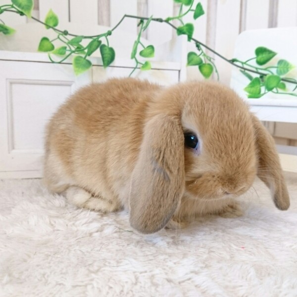 ホーランドロップ　オレンジ（7R2)