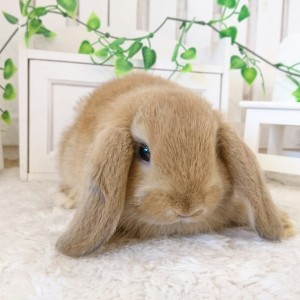 ホーランドロップ　オレンジ（7R2)