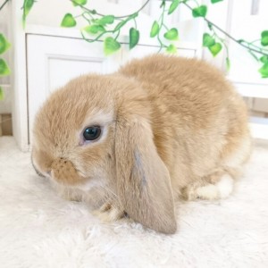 ホーランドロップ　オレンジ（7R2)