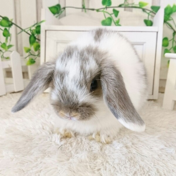 ホーランドロップ　ブロークンオパール（3NY)