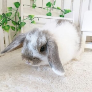 ホーランドロップ　ブロークンオパール（3NY)