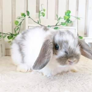 ホーランドロップ　ブロークンオパール（3NY)