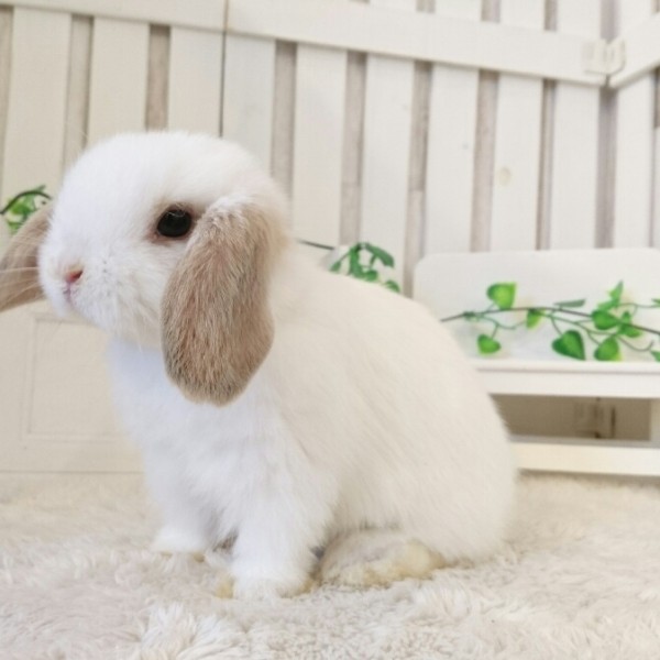 ホーランドロップ　ブロークンリンクス（O85)