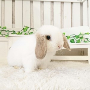 ホーランドロップ　ブロークンリンクス（O85)