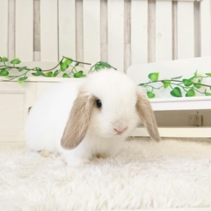 ホーランドロップ　ブロークンリンクス（O85)