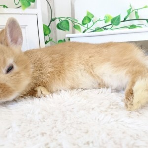 ネザーランドドワーフ　オレンジ（EB)