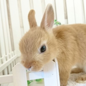 ネザーランドドワーフ　オレンジ（EB)