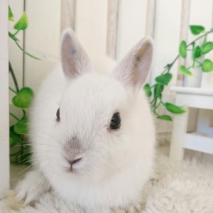 ネザーランドドワーフ　フロスティ（CH)