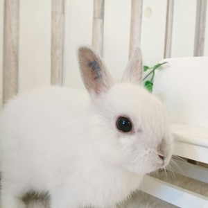 ネザーランドドワーフ　フロスティ（CH)