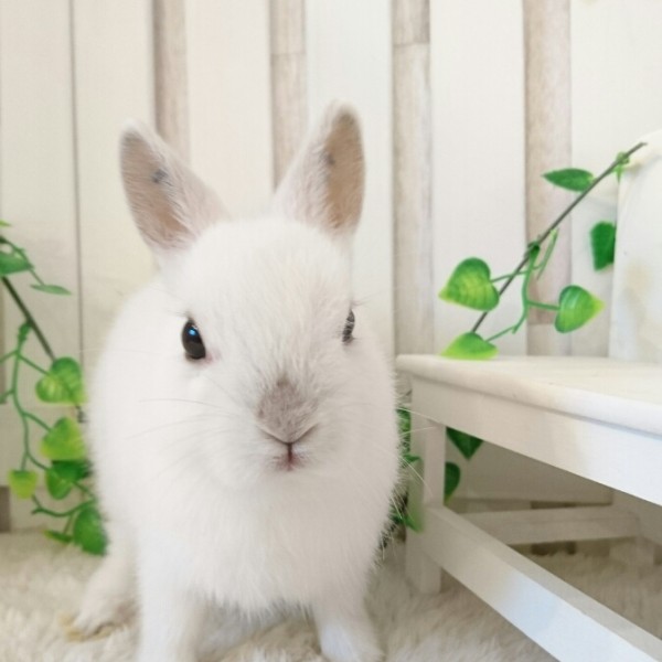 ネザーランドドワーフ　フロスティ（CH)