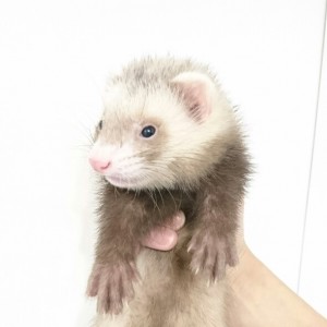 バタースコッチ（男の子）