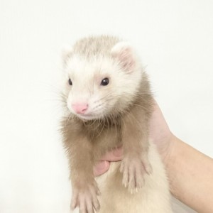 シナモン（男の子）