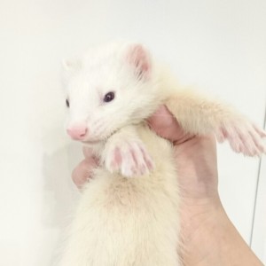 プラチナ（男の子）