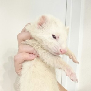 プラチナ（男の子）