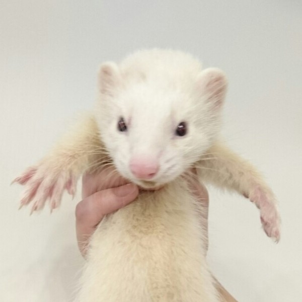 プラチナ（男の子）