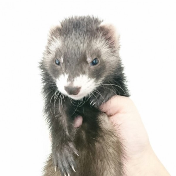 ブラックセーブル（女の子）