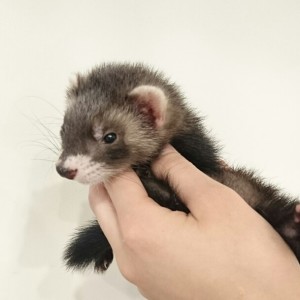 ブラックセーブル（女の子）