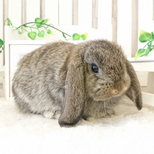 ホーランドロップ　チェスナット（P8)