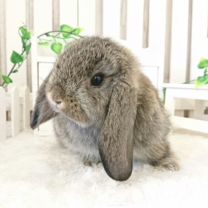 ホーランドロップ　チェスナット（P8)