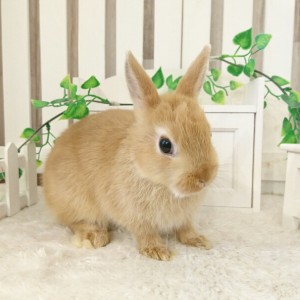 ネザーランドドワーフ　オレンジ（ES)