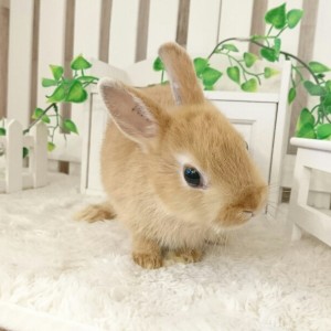 ネザーランドドワーフ　オレンジ（ES)