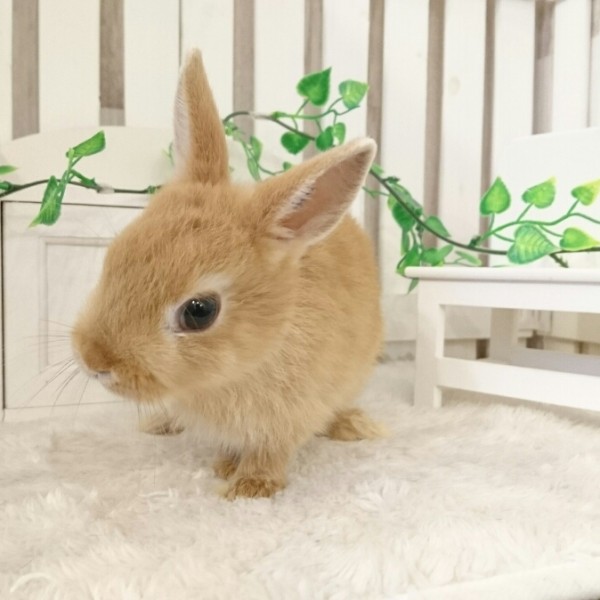 ネザーランドドワーフ　オレンジ（ES)