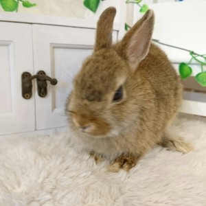 ネザーランドドワーフ　チェスナット（FG)