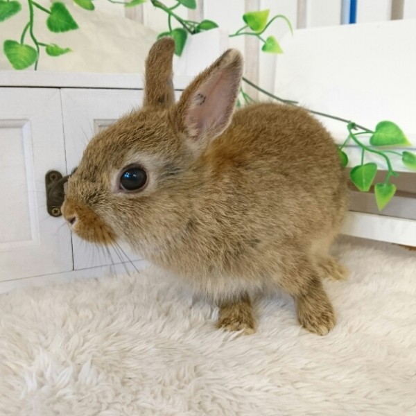 ネザーランドドワーフ　チェスナット（FG)