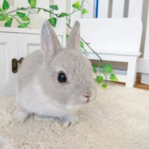 ネザーランドドワーフ　スクワーレル（ED)