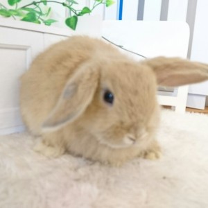 ホーランドロップ　リンクス（7U4)