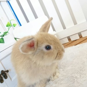 ホーランドロップ　リンクス（7U4)