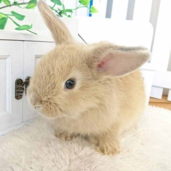 ホーランドロップ　リンクス（7U4)