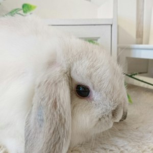 ホーランドロップ　ブロークンセーブルポイント（P15)