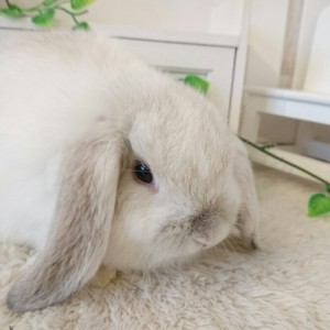 ホーランドロップ　ブロークンセーブルポイント（P15)