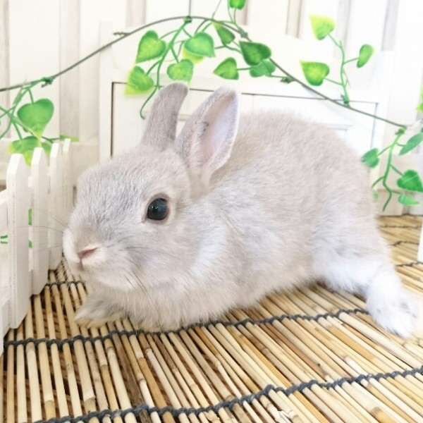 ネザーランドドワーフ　スクワーレル（EF)