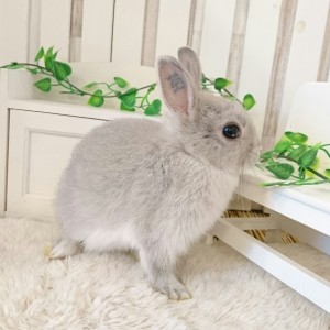 ネザーランドドワーフ　スクワーレル（EF)